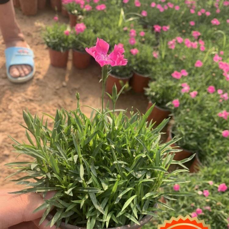 欧石竹报价 小涵花卉  欧石竹