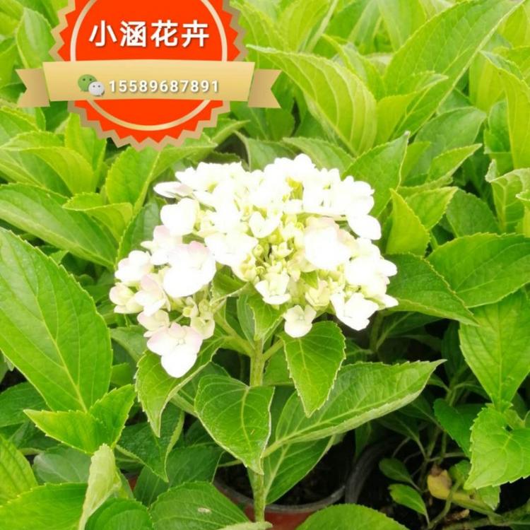 青州木绣球基地 小涵花卉 八仙花价格
