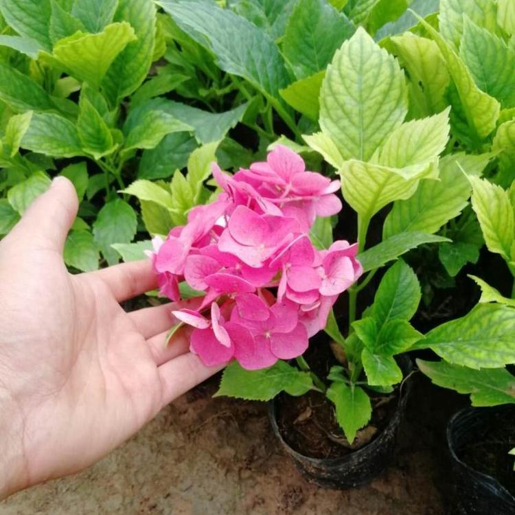 八仙花价格 青州花卉 小涵花卉  绣球