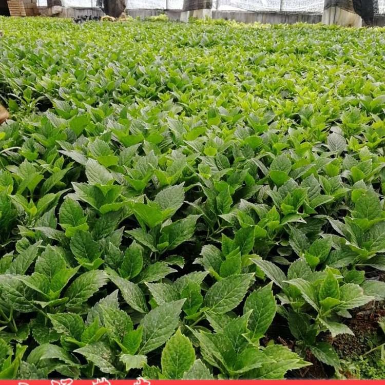 绣球价格 小涵花卉绣球小苗 绣球供应