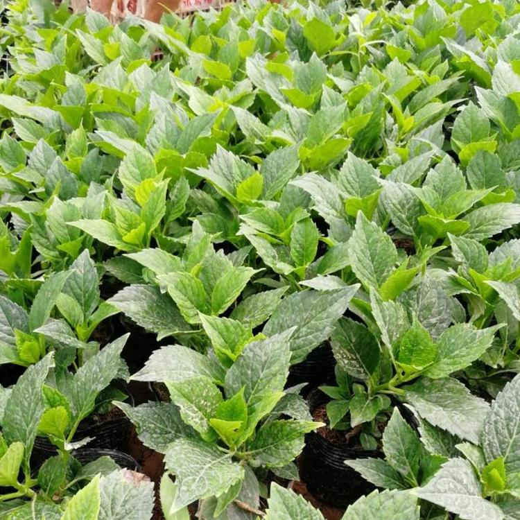 青州绣球 木绣球报价 小涵花卉