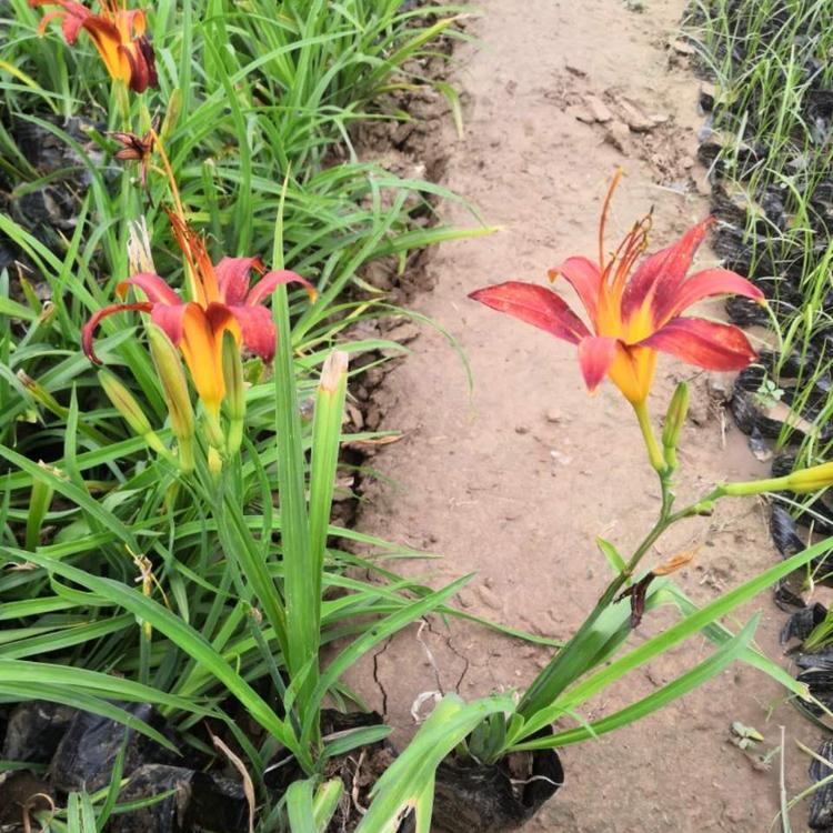 大花萱草价格  红花萱草  