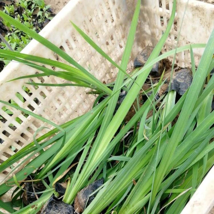 水生鸢尾 小涵花卉