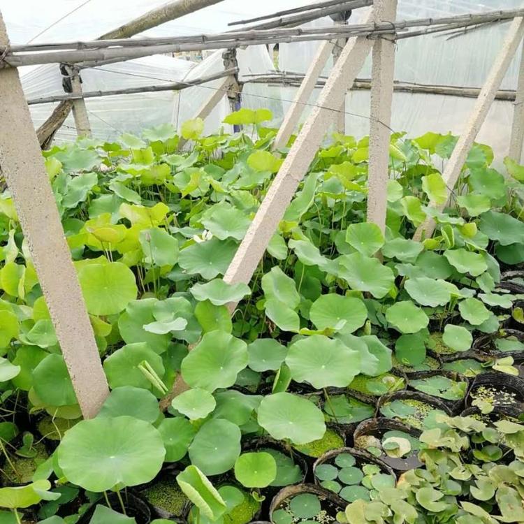 山东荷花 水生荷花 荷花种植基地 荷花价格 小涵花卉