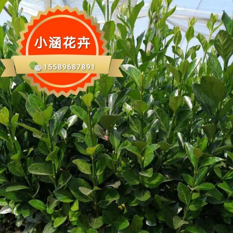 大叶黄杨基地 绿化冬青优质供应商 小涵花卉