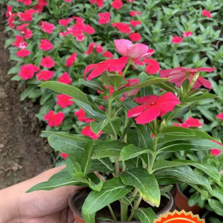 红牵牛价格 垂吊牵牛价格 小涵花卉