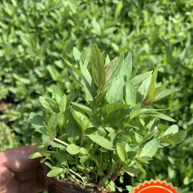 青州千屈菜价格 小涵花卉 千屈菜批发 千屈菜