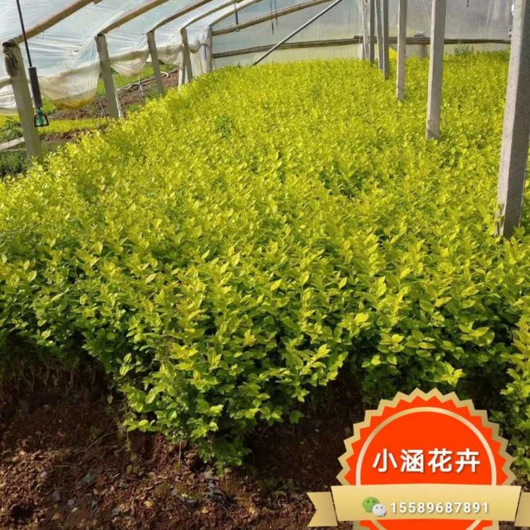 金叶女贞价格 小涵花卉  优质金叶女贞