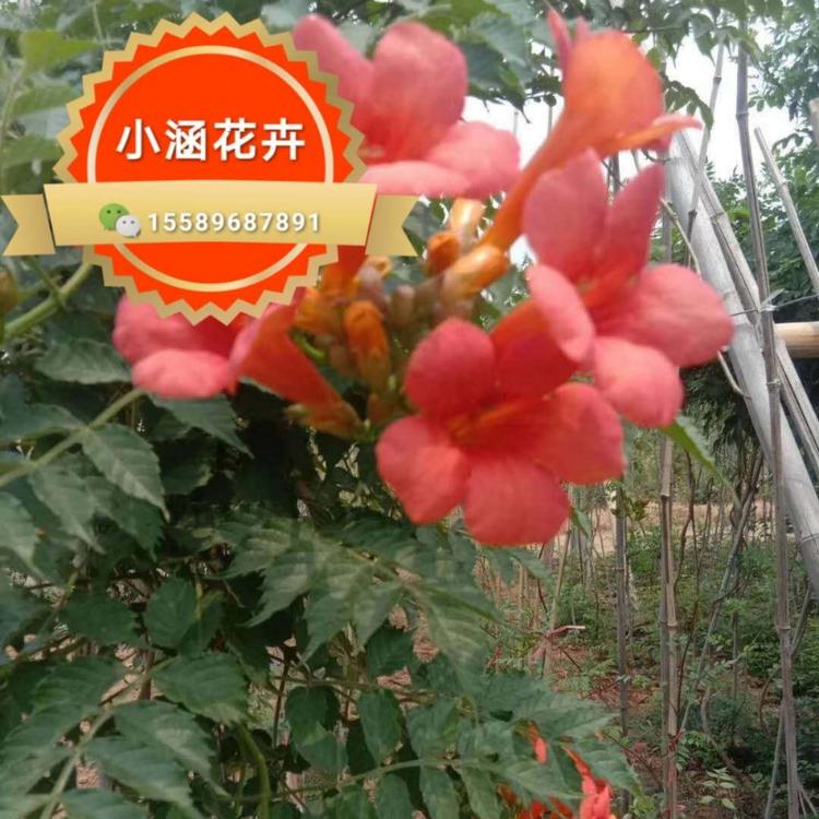 凌霄供应 凌霄价格 庭院爬藤植物 小涵花卉