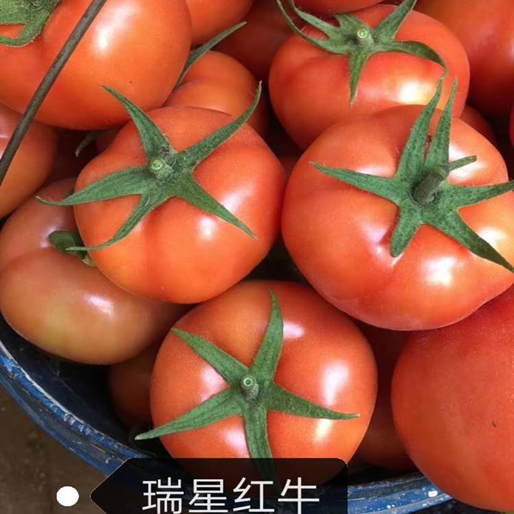 抗病毒瑞星红牛种苗育苗基地 抗病毒育苗基地