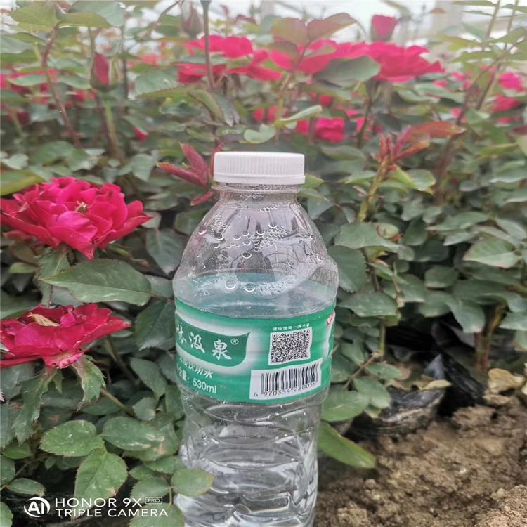 青州品种月季供应 大花月季现货 月季苗价格