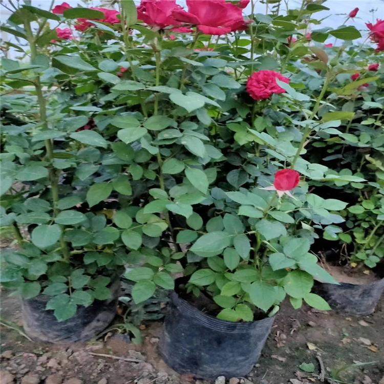青州绿化花卉月季基地 品种月季价格 品种大花月季