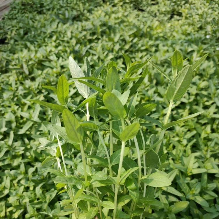 千屈菜小苗供应 哪里有卖千屈菜 千屈菜大量出售