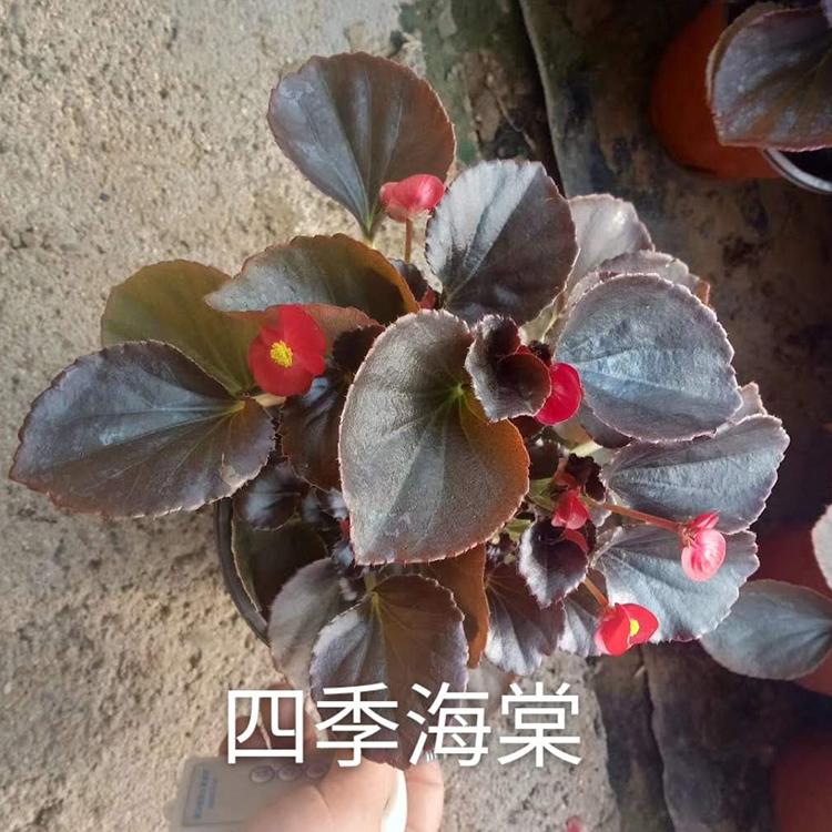 苗圃直供 四季海棠批发价格 河北四季海棠