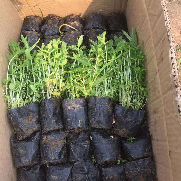 出售千屈菜 千屈菜价格 量大优惠千屈菜