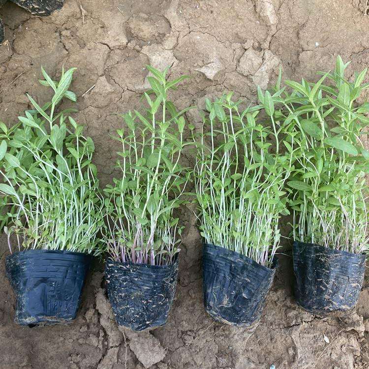 山东千屈菜基地 千屈菜报价 苗圃直供千屈菜