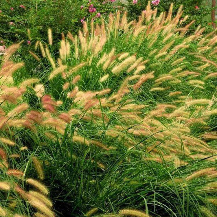 狼尾草 山东草花 狼尾草批发商 苗圃基地批发