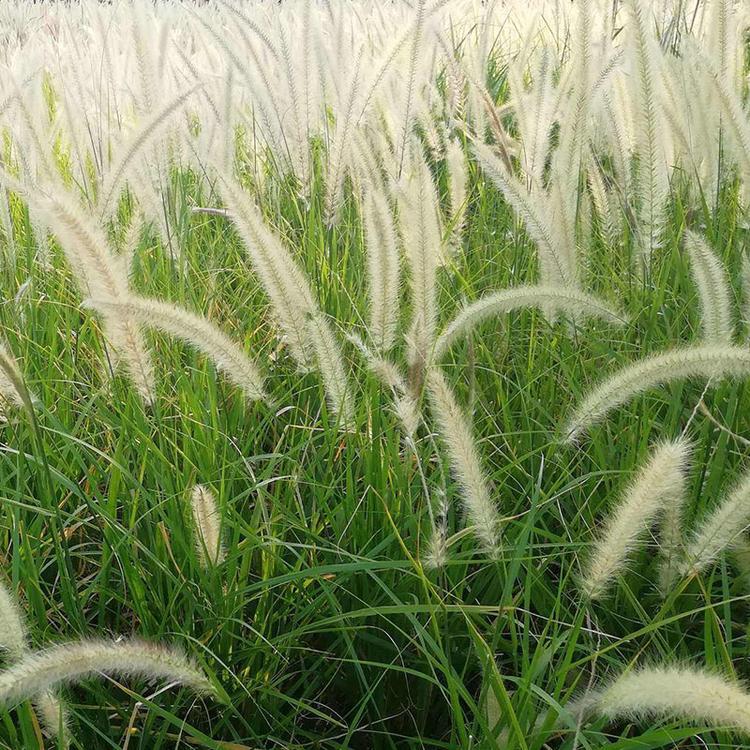 狼尾草培育 基地直售 青州草花