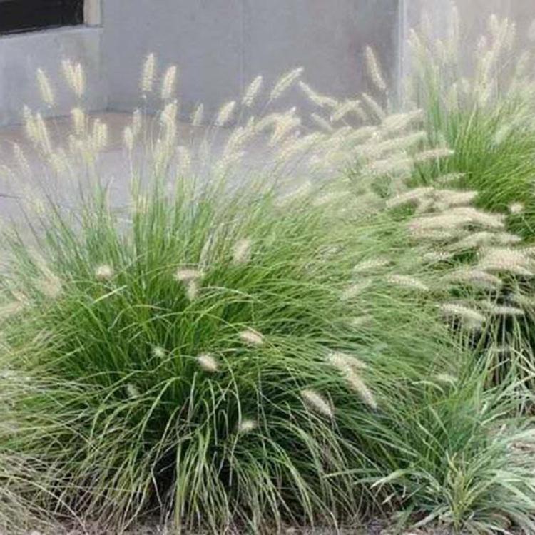 青州草花 狼尾草 狼尾草培育 大量批发