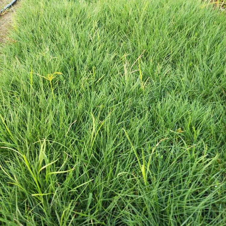 狼尾草 山东草花 狼尾草直销 苗圃基地批发