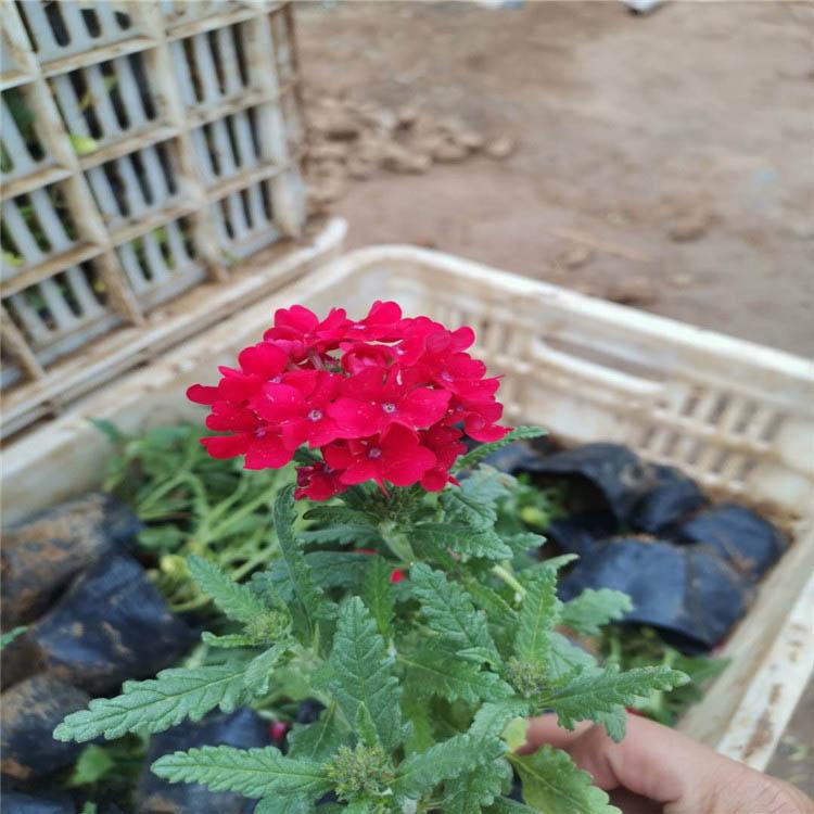 美女樱种植基地 启景大量现货供应观赏美女樱