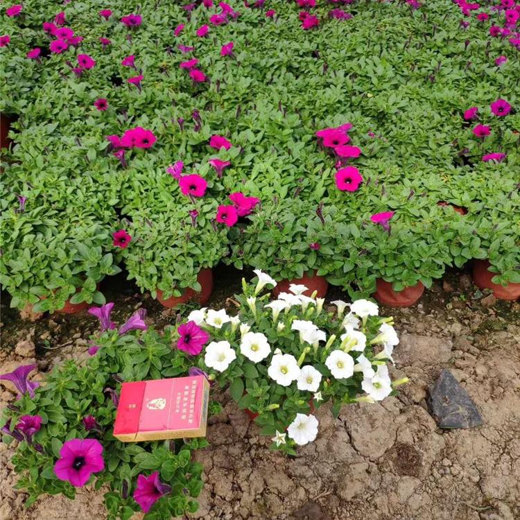 牵牛花基地 开春好苗子 山东牵牛花