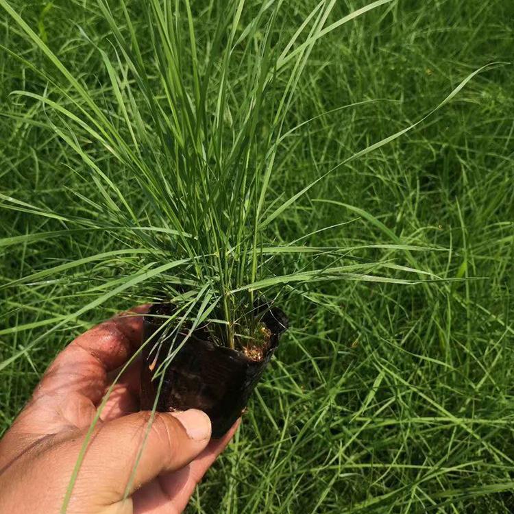 乱子草 订购报价 青州草花 粉黛乱子草供应商