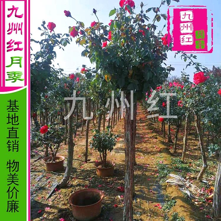 月季树批发树状月季树基地直销物美价廉质量上乘