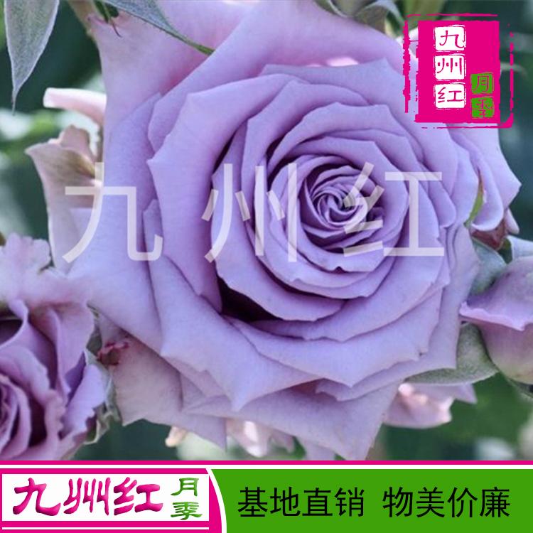 月季花大花月季花基地直销欢迎订购