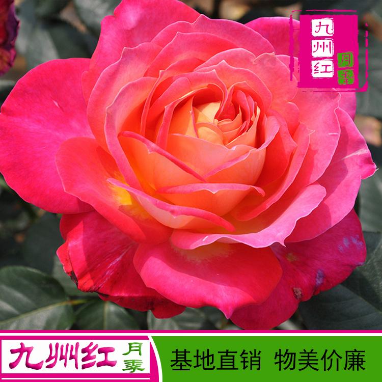 欧月月季欧月月季批发基地直销质量上乘物美价廉