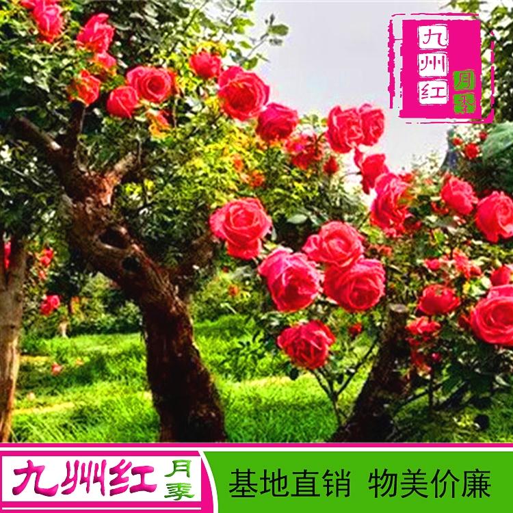 树形月季古桩月季树基地直销24小时直供