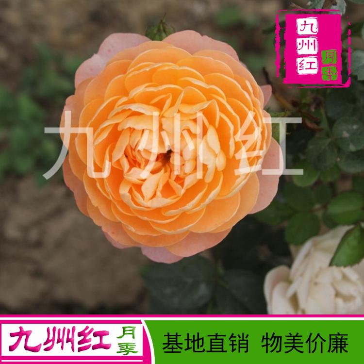 月季花丰花月季基地直销物美价廉质量上乘
