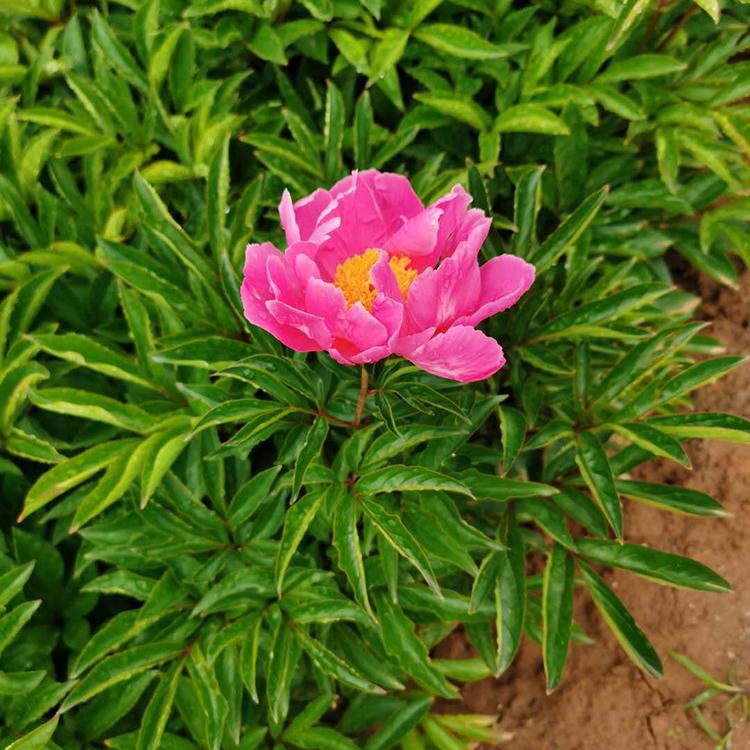 基地直销 芍药花 芍药行情