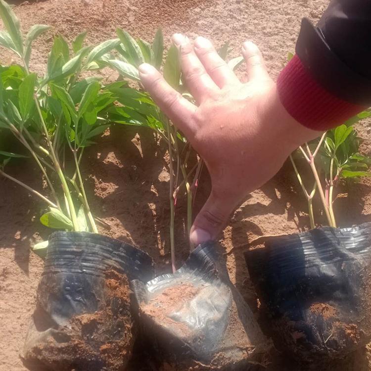 观赏芍药花苗 青州芍药批发商 基地直销