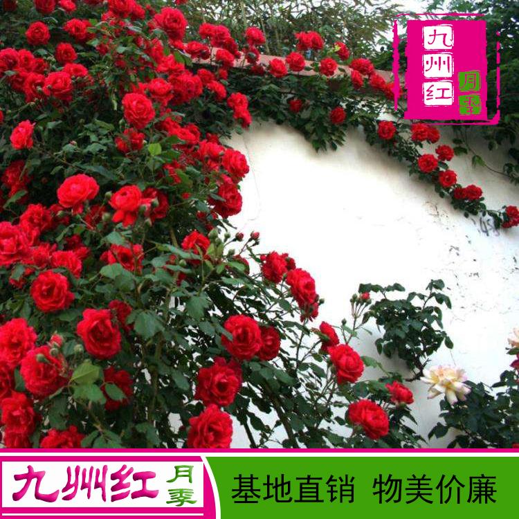 月季藤蔓月季 丰花月季基地直供欢迎订购