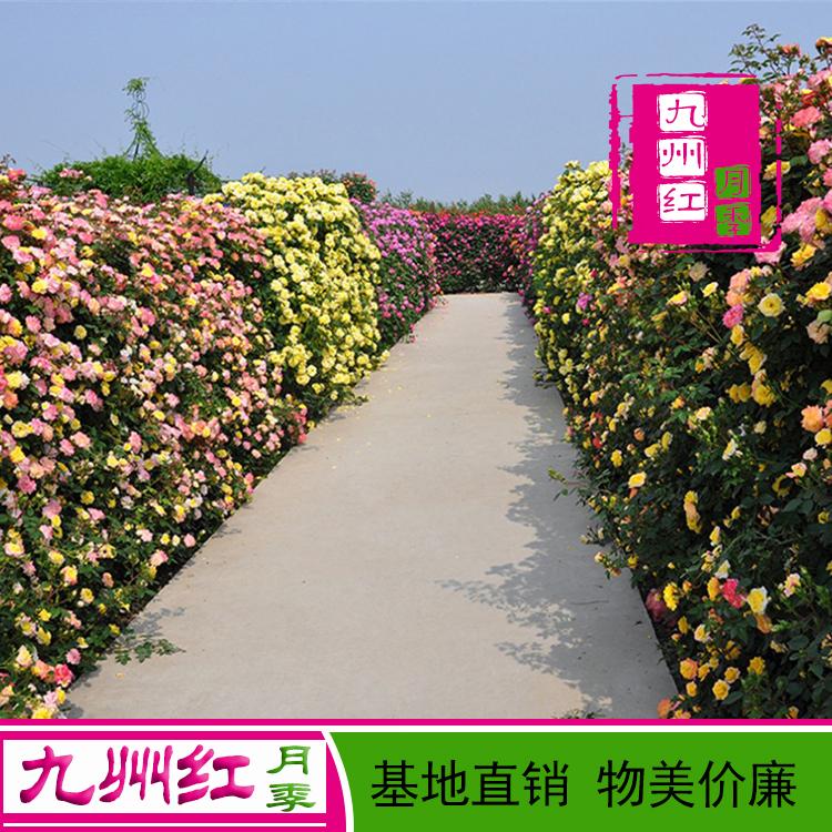月季苗批发 藤本月季墙网 园林工程月季基地直供欢迎订购