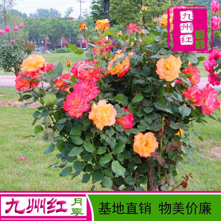 南阳月季树批发基地直供各种树状月季
