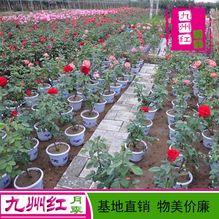 盆景月季苗盆景月季树销售批发基地直供欢迎订购
