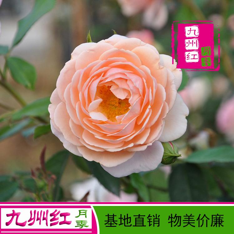 爬藤月季藤本蔓月季造型月季批发基地直销物美价廉