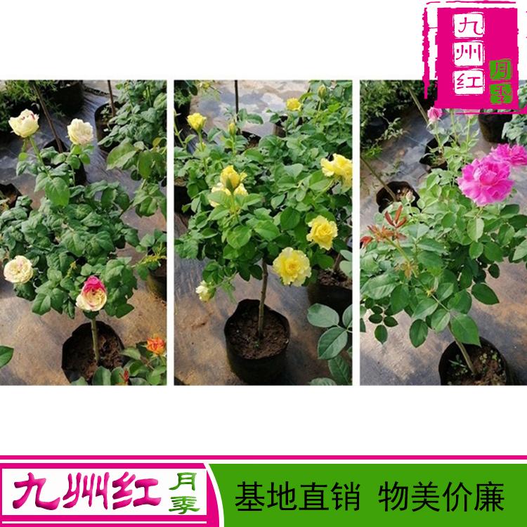 月季批发-月季价格-月季苗-月季树-南阳月季-月季花批发价-小月季树-棒棒糖月季