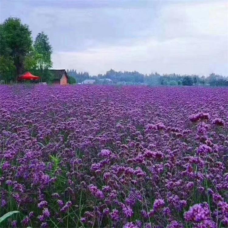马鞭草小苗直销基地    青州马鞭草