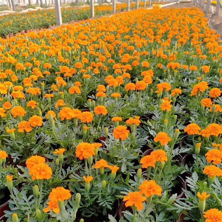 青州孔雀草杯苗 价格实惠 孔雀草杯苗供应