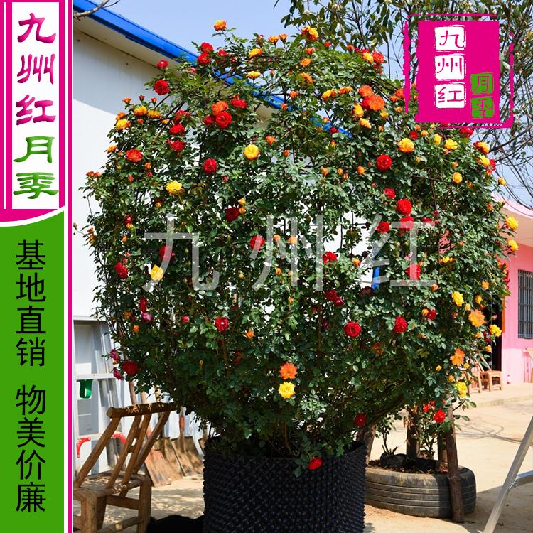 造型月季-月季批发-月季树苗-爬藤月季藤蔓-各种造型月季