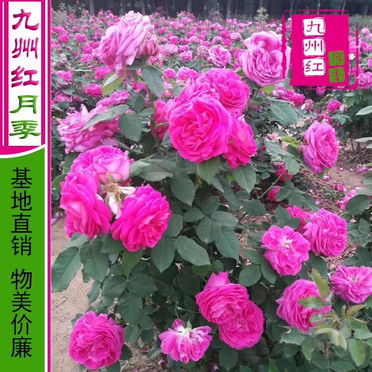 爬藤月季花苗 藤本月季花苗 藤本月季批发价格 基地直销质优价廉
