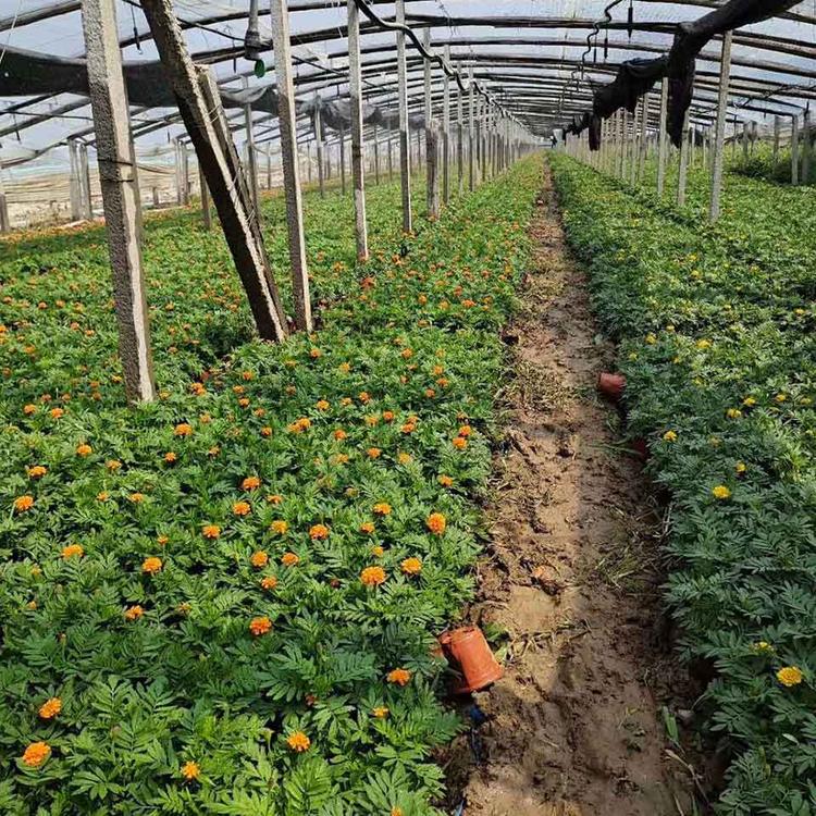 批发销售孔雀草 孔雀草种植基地 批发采购