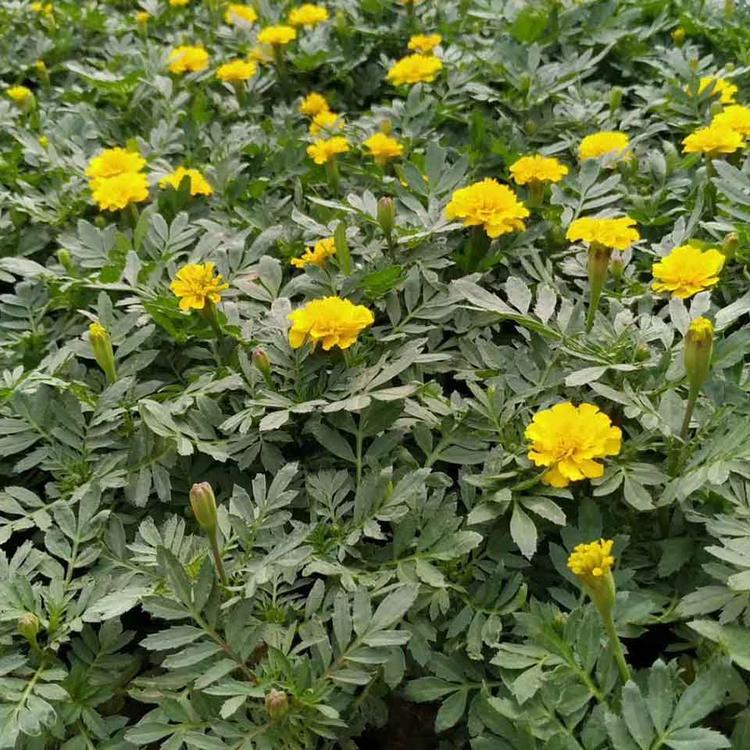 苗圃直供孔雀草 孔雀草报价 报价合理