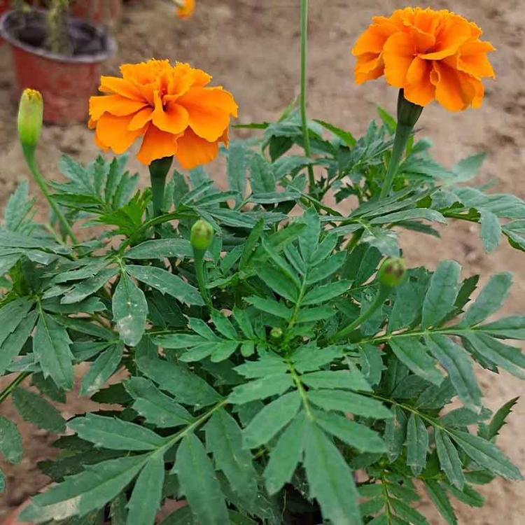 苗圃直供孔雀草 孔雀草小苗 批发采购