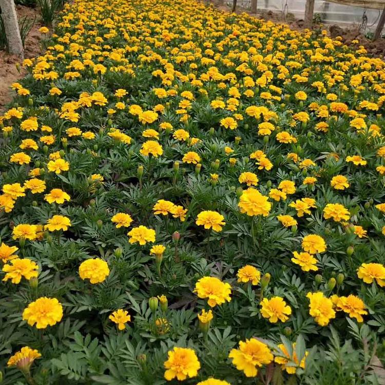 苗圃直供孔雀草 孔雀草小苗 信誉保障