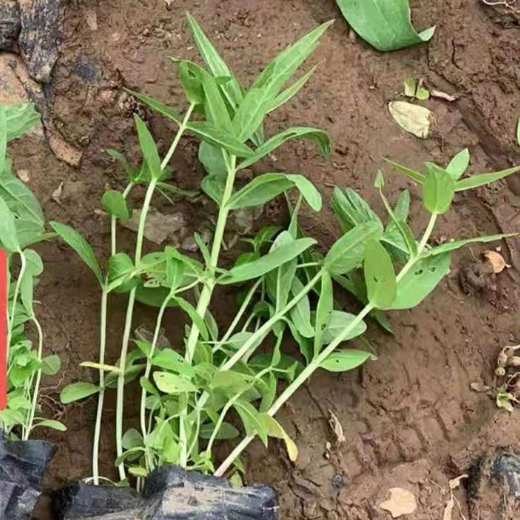 千屈菜为多年生草本 山东千屈菜花苗报价 丰林