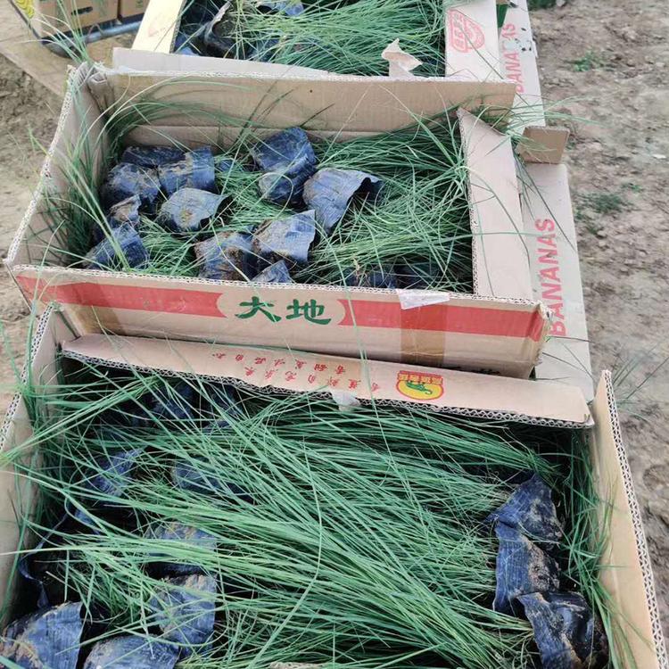 批发出售粉黛乱子草 粉黛乱子草小苗 价格美丽